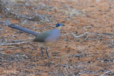 Coua dal cappuccio verde