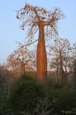 Tramonto sui Baobab