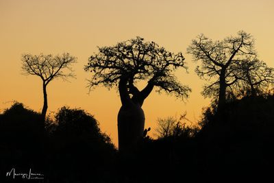Tramonto sui Baobab