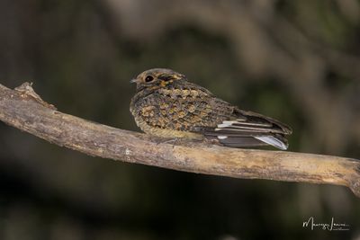 Succiacapre del Madagascar