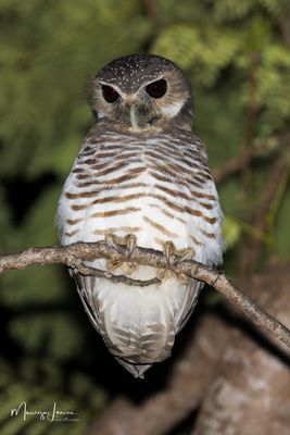 Civetta dalle sopracciglia bianche, White-browed owl