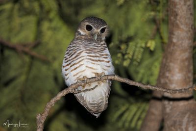 Civetta dalle sopracciglia bianche, White-browed owl