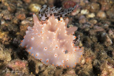 Nudibranco 