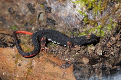 Salamandrina di Savi