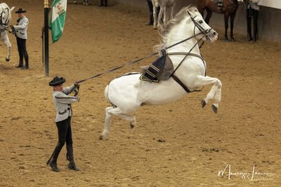 Scuola Andalusa di Arte Equestre