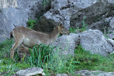 MAMMALS