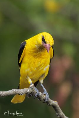 Birds 2025