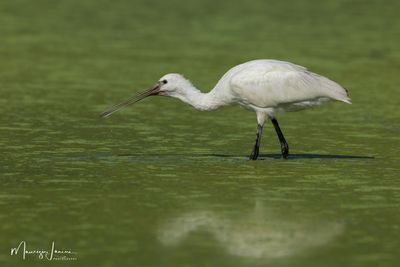 Giovane Spatola 