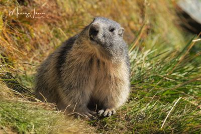 Marmotta 