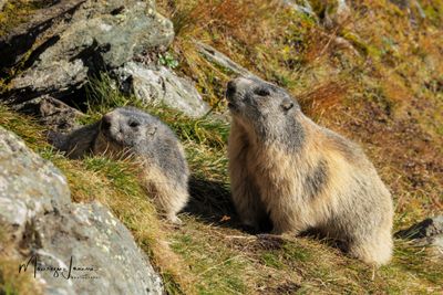 Marmotte alpine