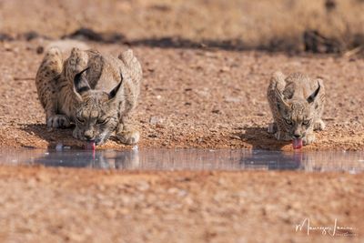 Lince pardina 