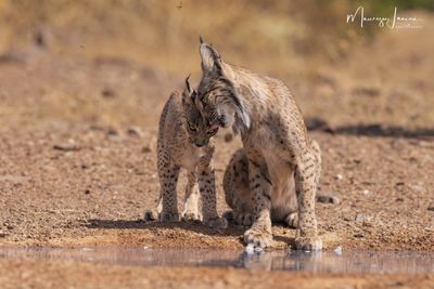 Lince pardina, Iberian lynx