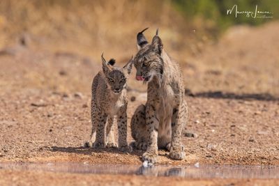 Lince pardina, Iberian lynx