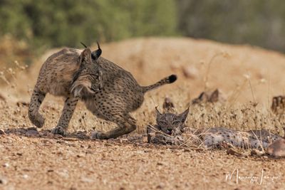 Lince pardina, Iberian lynx