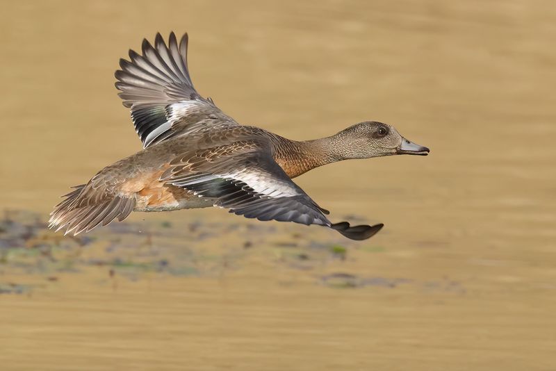 Amerixan Wigeon