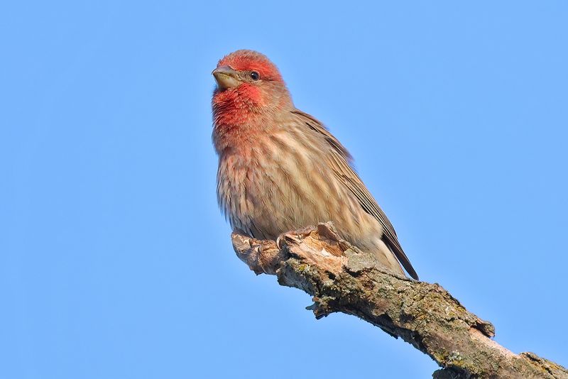 House Finch