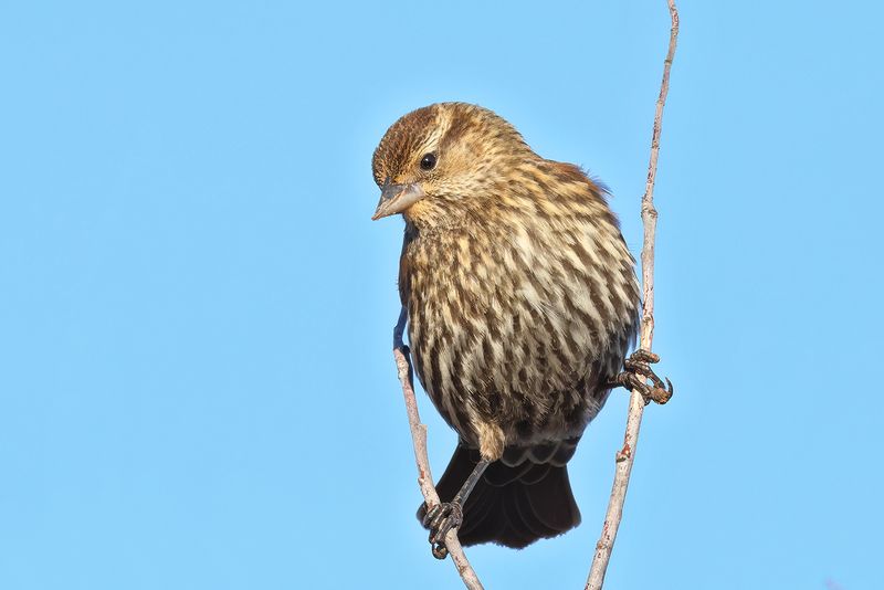 Red-winged Blackbird