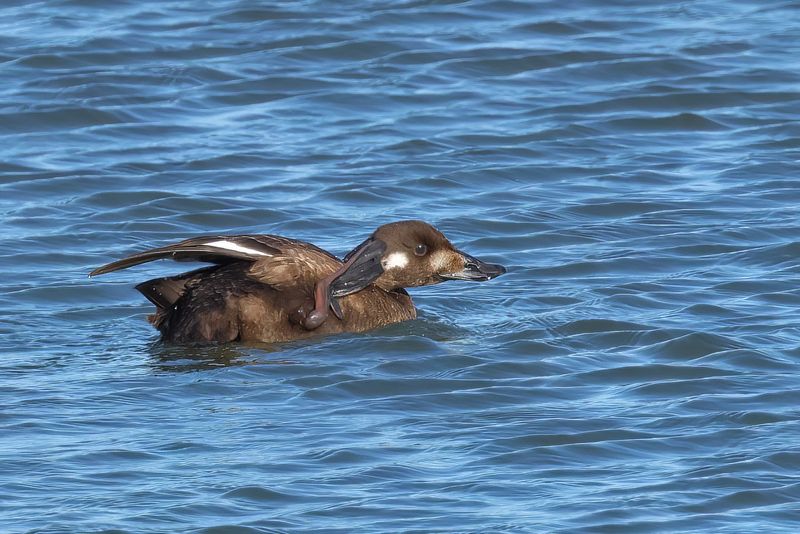 White-winged Scoter