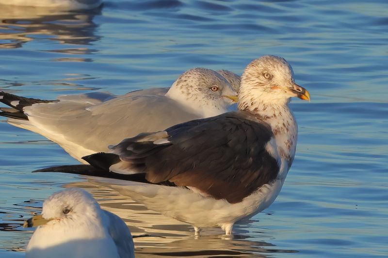 Lesser Black-backed Gull