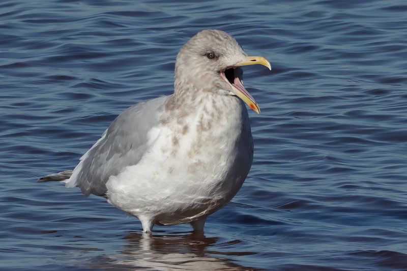 Thayers Gull