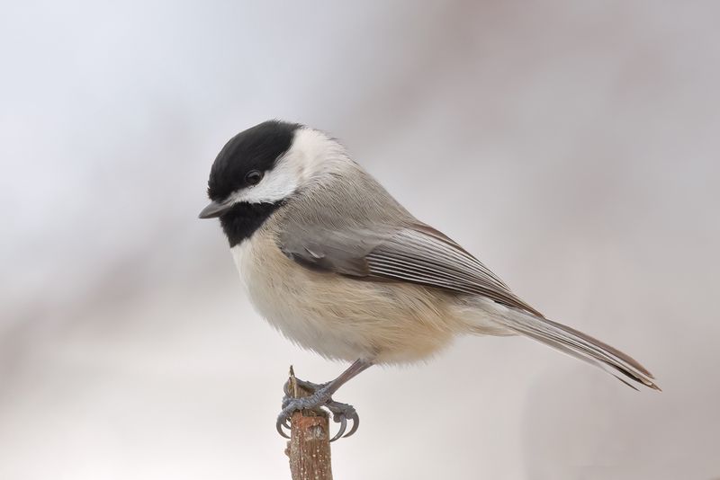 Larks, Swallows, Chickadees,Titmouse, Bushtit & Verdin