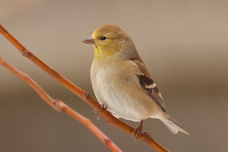 American Goldfinch