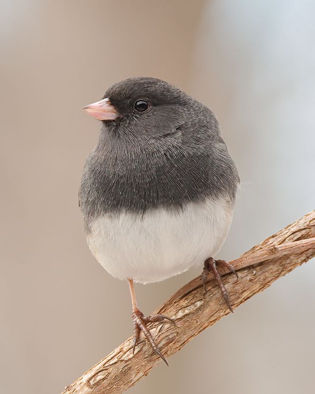 Dark-eyed Junco