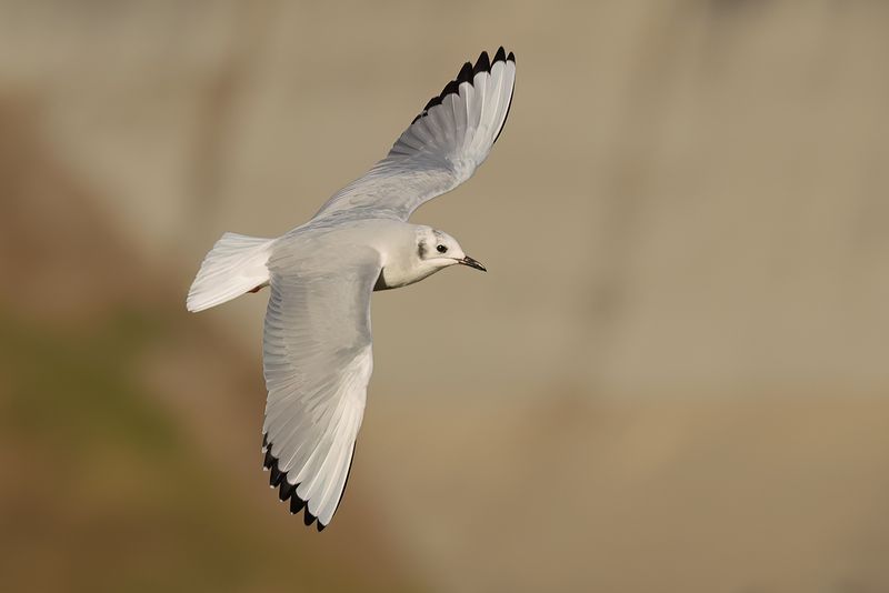 Bonapartes Gull