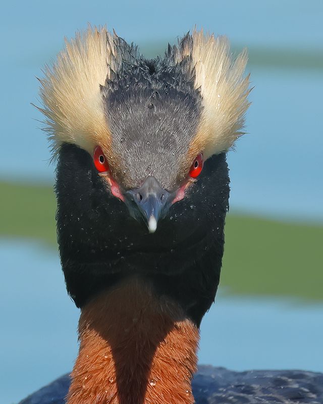 Loons & Grebes