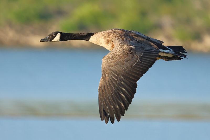 Canada Goose