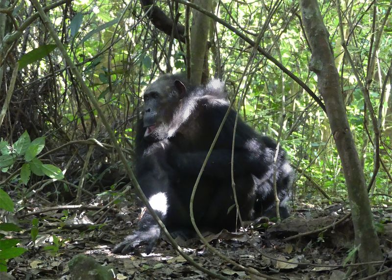 Chimpanzee_P1010843.jpg