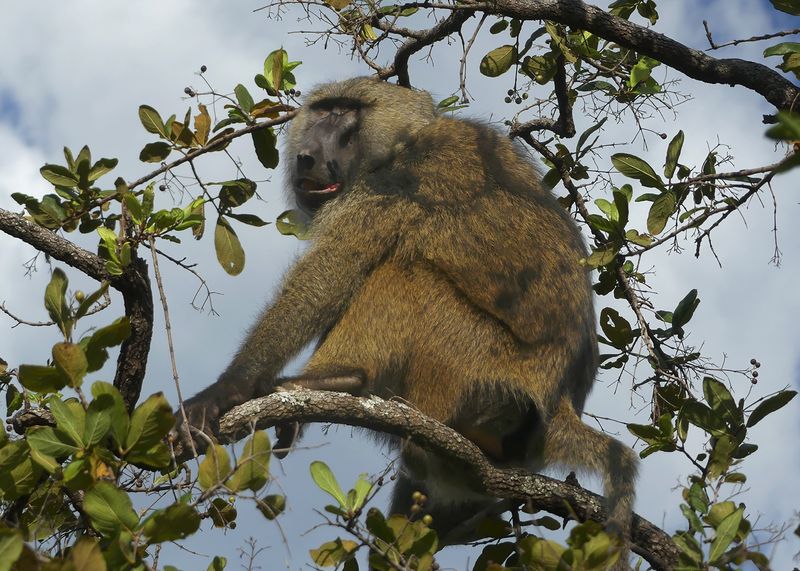Olive Baboon_P1010782.jpg