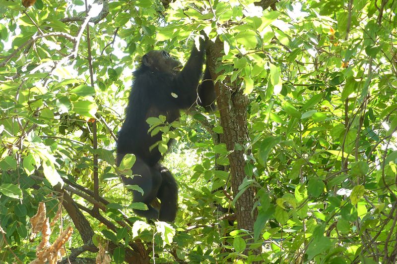 Chimpanzee_P1020189.jpg