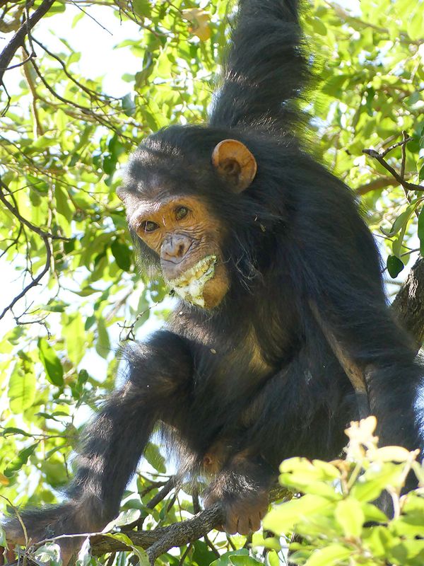 Chimpanzee_P1020162.jpg