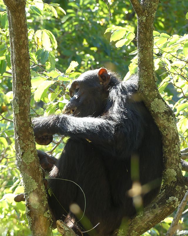 Chimpanzee_P1020171.jpg