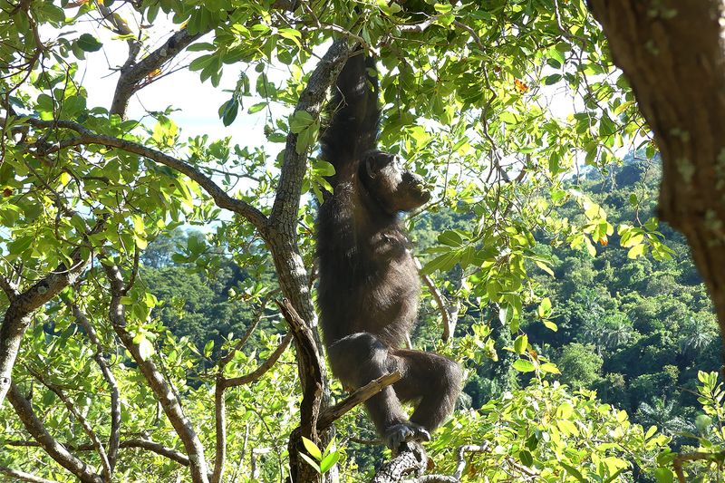 Chimpanzee_P1020177.jpg