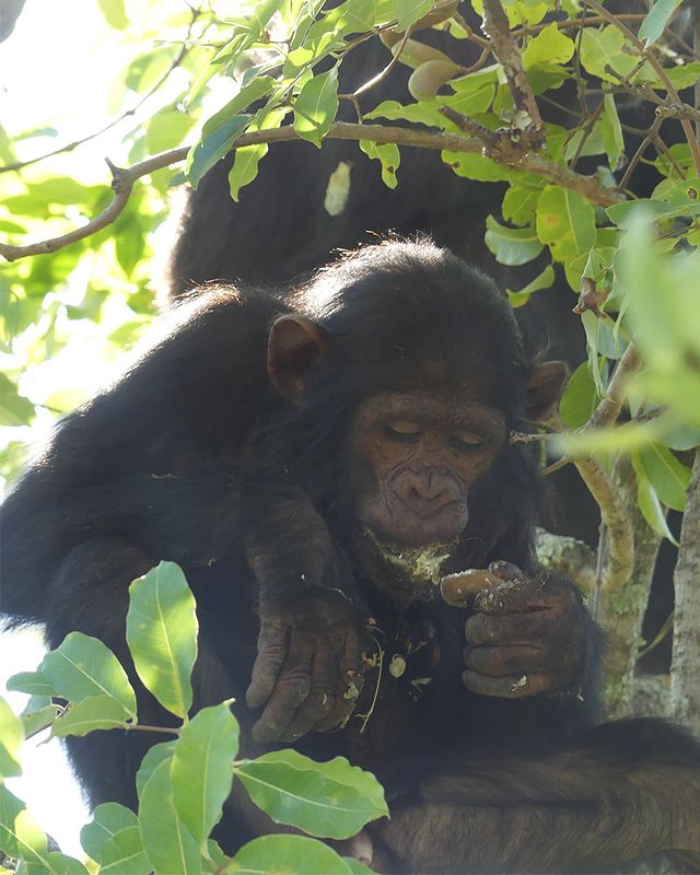 Chimpanzee_P1020202Rev.jpg