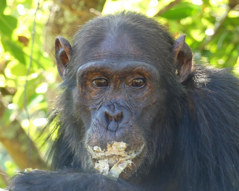 Chimpanzee_P1020215.jpg