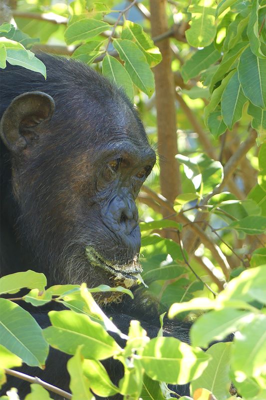 Chimpanzee_P1020312.jpg