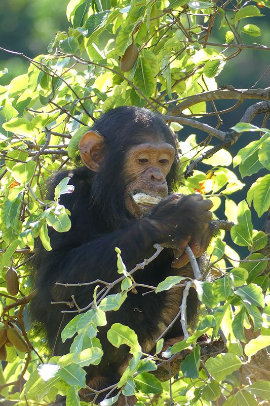 Chimpazee_P1020366.jpg