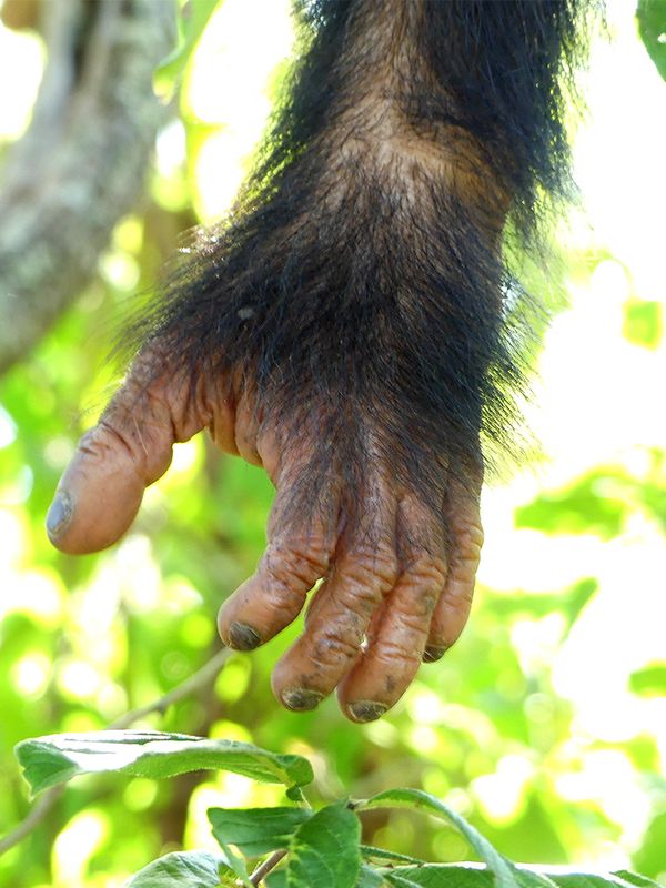Chimpanzee_P1020274.jpg