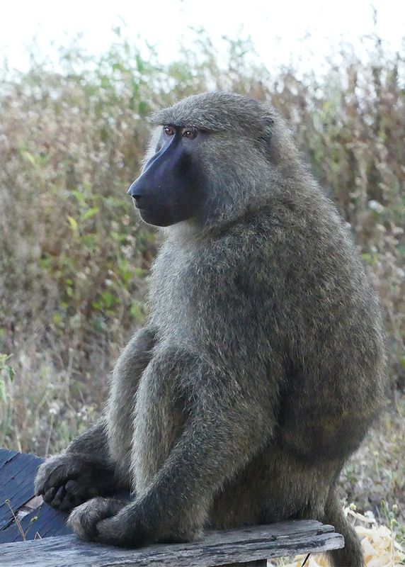 Olive Baboon_P1020111.jpg