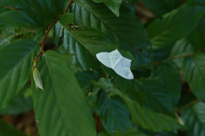 Moth_P1020446.jpg