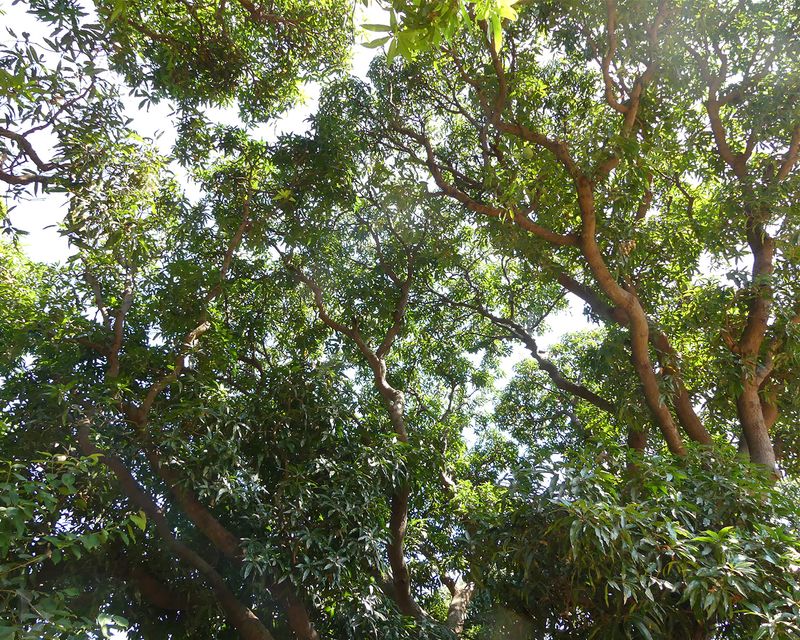 Gombe Forest_P1020568.jpg