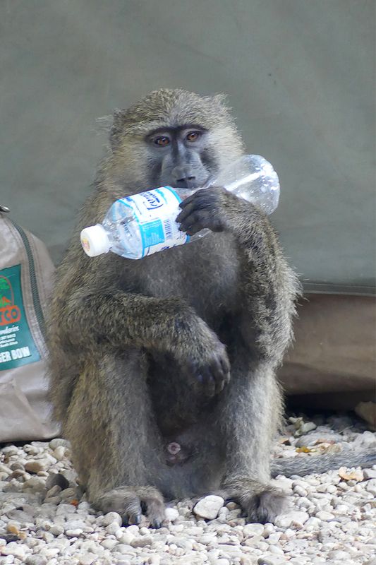 Olive Baboon_P1020491.jpg