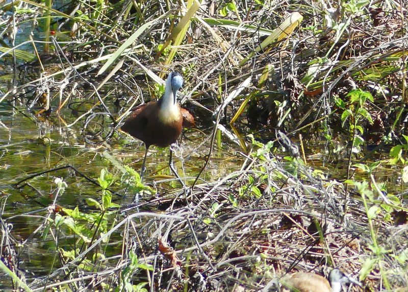 African Jacana_P1020577.jpg