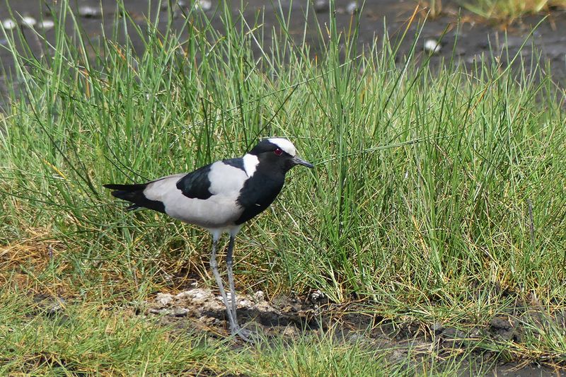 Blacksmith Plover_P1030227.jpg