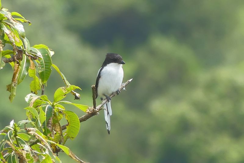 Long-tailed Fiscal_P1030024.jpg