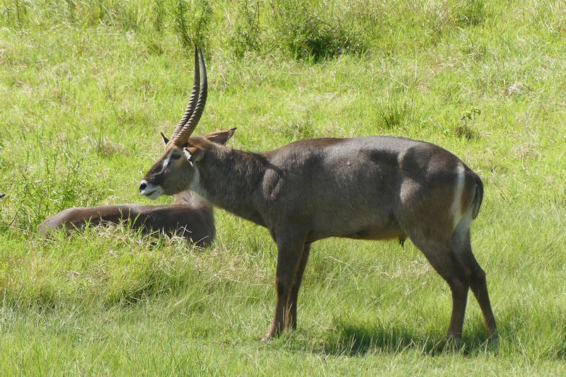 Waterbuck_P1030243.jpg