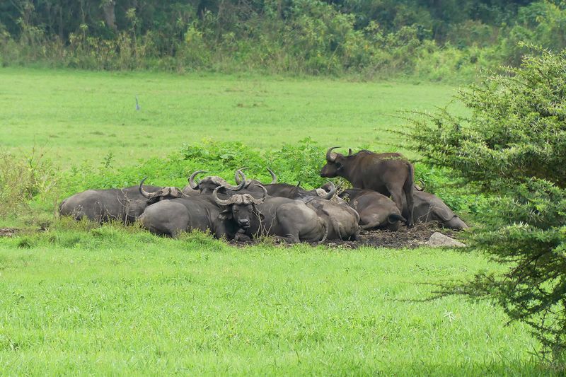 Cape Buffalo_P1020705.jpg